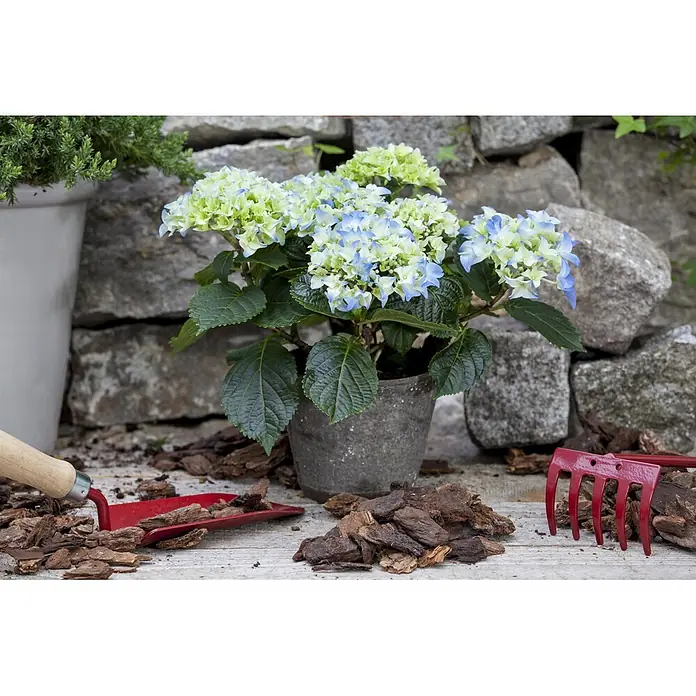 Piardino Bauernhortensie mit 3 bis 4 Blüten - Hydrangea macrophylla, Topfgröße: 13 cm, verschiedene Farben - Gartenszene mit blauer und grüner Hortensie im Topf, roter Schaufel und Harke, umgeben von Rindenmulch auf einem Holztisch.