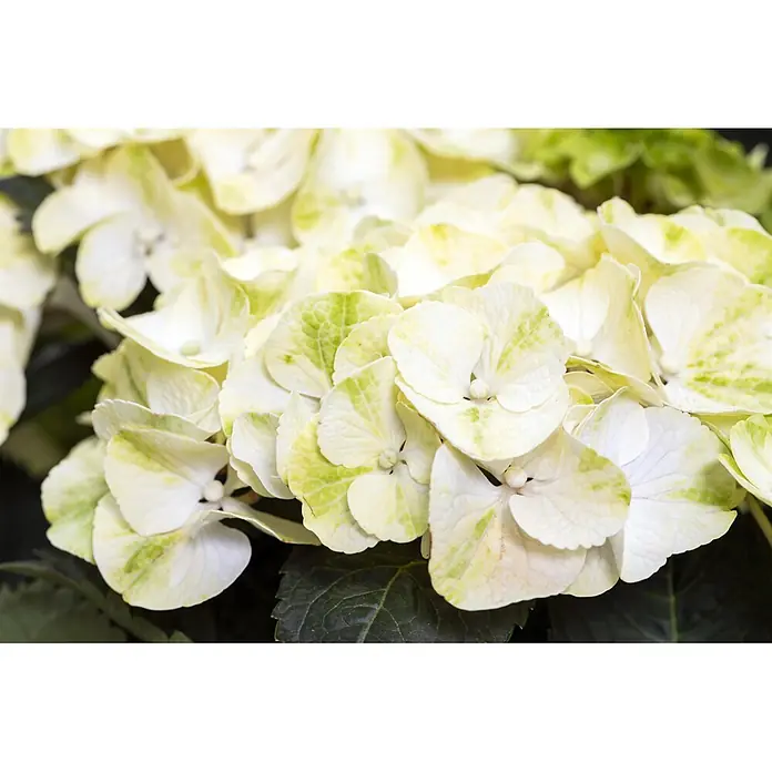Piardino Bauernhortensie mit 3 bis 4 Blüten - Hydrangea macrophylla, Topfgröße: 13 cm, verschiedene Farben - Nahaufnahme von weißen Hortensienblüten mit grünen Sprenkeln, die einen dichten Cluster bilden.