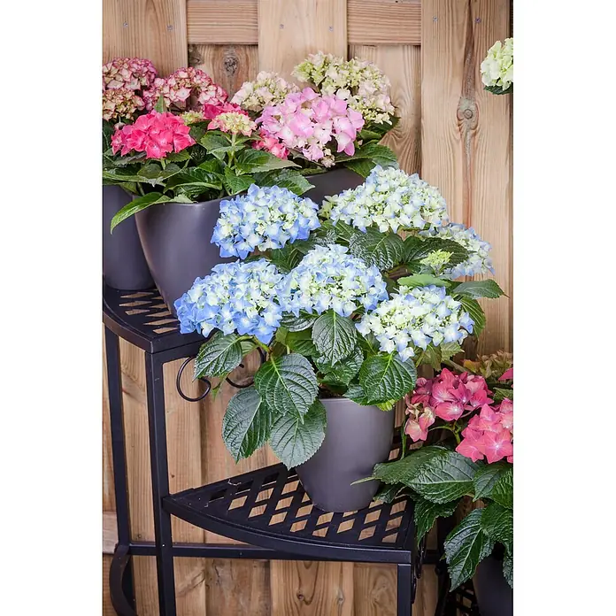 Piardino Bauernhortensie mit 3 bis 4 Blüten - Hydrangea macrophylla, Topfgröße: 13 cm, verschiedene Farben - Bunte Hortensien in grauen Töpfen auf einem schwarzen Metall-Etagen-Pflanzenständer vor einem Holzzaun.
