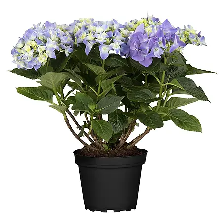 Piardino  Bauernhortensie mit 3 bis 4 Blüten