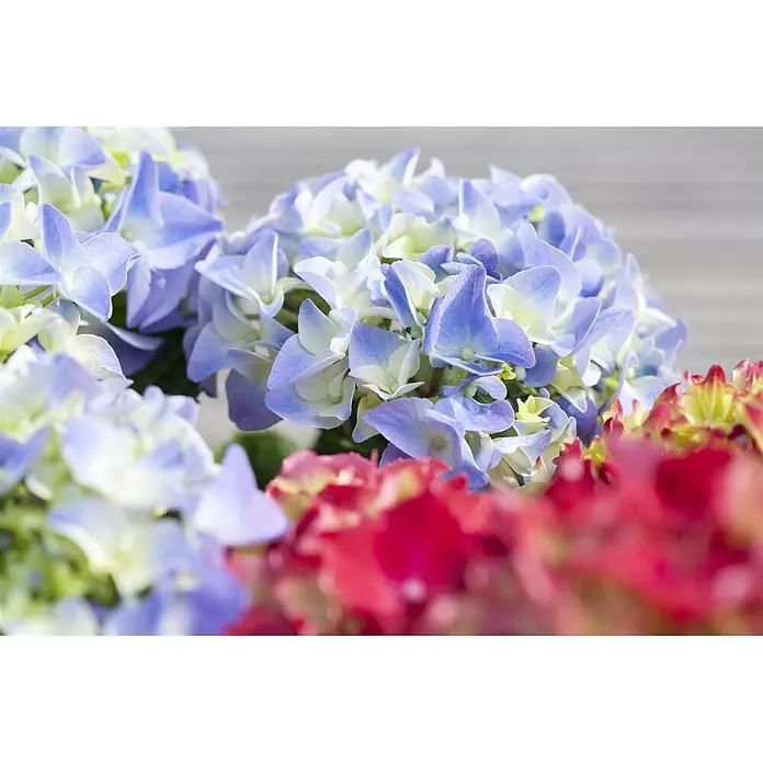 Piardino Bauernhortensie mit 3 bis 4 Blüten - Hydrangea macrophylla, Topfgröße: 13 cm, verschiedene Farben - Leuchtende blaue und hellgrüne Hortensien mit unscharfen roten und gelben Blüten im Vordergrund.