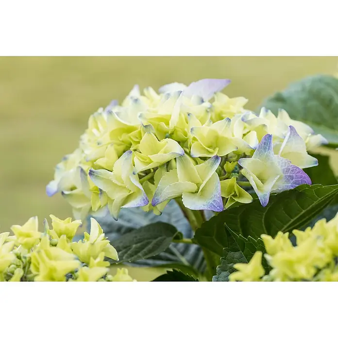 Piardino Bauernhortensie mit 3 bis 4 Blüten - Hydrangea macrophylla, Topfgröße: 13 cm, verschiedene Farben - Nahaufnahme einer Hortensienblüte mit hellgrünen Blütenblättern, die in lila Spitzen übergehen.