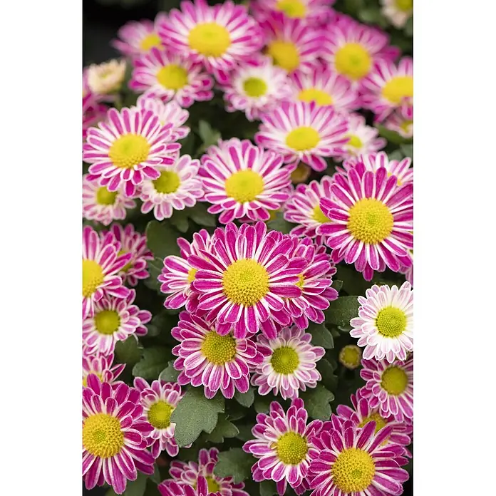 Herbst-Chrysantheme - Chrysanthemum indicum 'Swifty', Topfgröße: 10 cm, Verschiedene Farben - Lebhafte rosa-weiß gestreifte Chrysanthemen mit gelben Zentren, dicht beieinander.