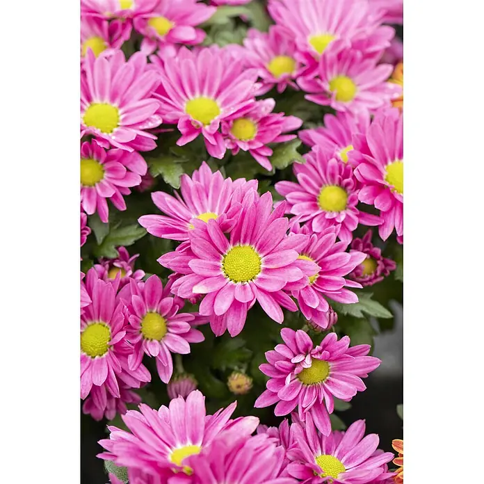 Herbst-Chrysantheme - Chrysanthemum indicum 'Swifty', Topfgröße: 10 cm, Verschiedene Farben - Ein Bündel rosafarbener Blüten mit gelben Zentren.