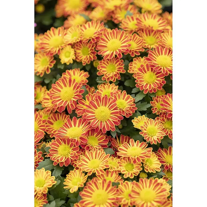 Herbst-Chrysantheme - Chrysanthemum indicum 'Swifty', Topfgröße: 10 cm, Verschiedene Farben - Dichte Ansammlung rot-gelber Chrysanthemen mit hellgrünen Zentren.