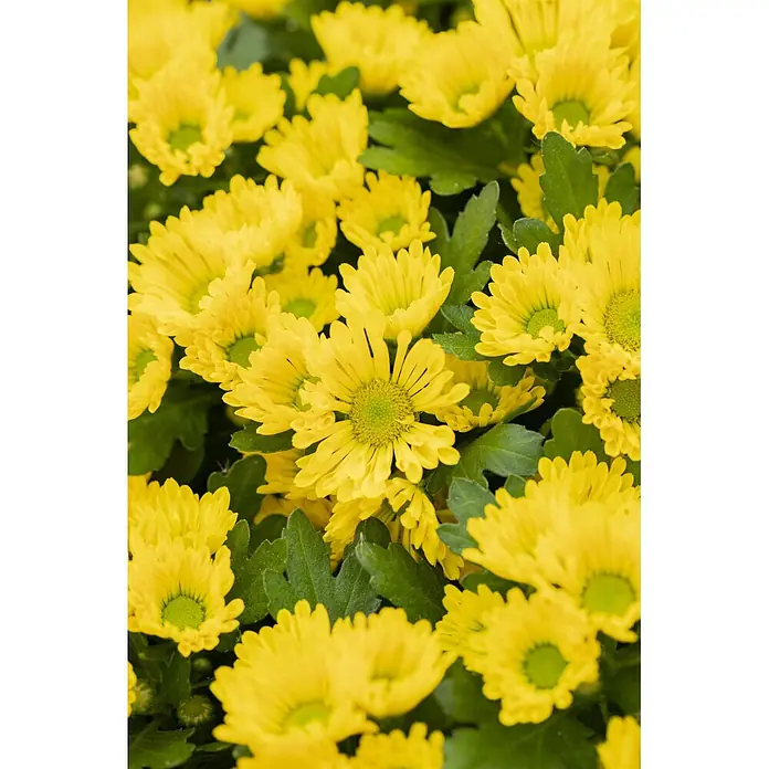Herbst-Chrysantheme - Chrysanthemum indicum 'Swifty', Topfgröße: 10 cm, Verschiedene Farben - Leuchtend gelbe Chrysanthemen mit grünen Mitten.