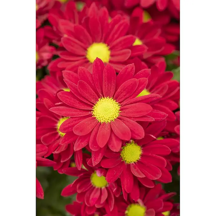 Herbst-Chrysantheme - Chrysanthemum indicum 'Swifty', Topfgröße: 10 cm, Verschiedene Farben - Leuchtend rote Blumen mit gelber Mitte, dicht beieinander angeordnet.