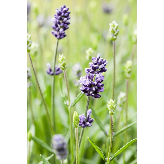 Lavandula officinalis 32