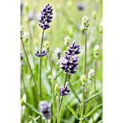 Lavandula officinalis 32
