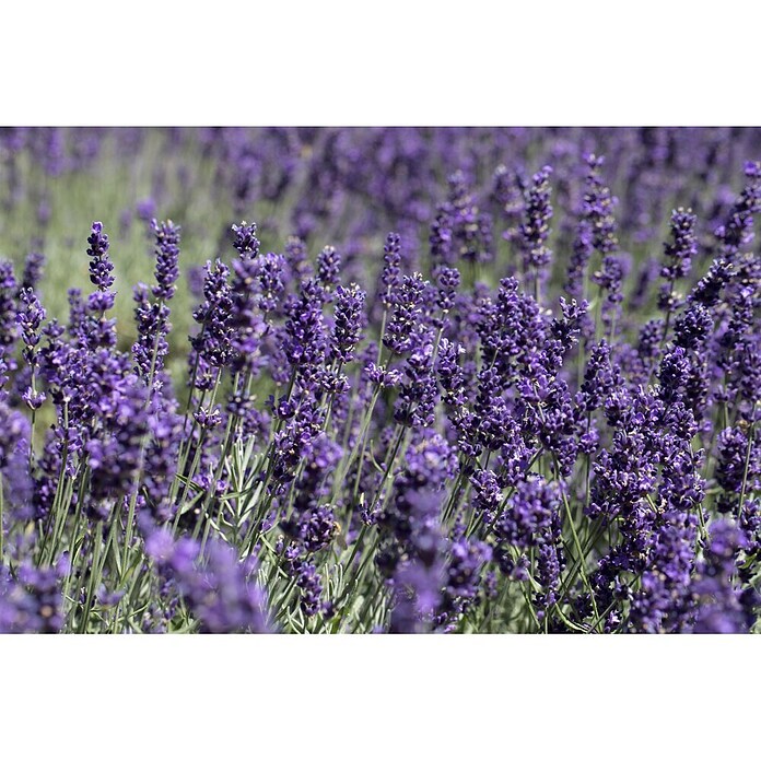 Lavandula officinalis 32
