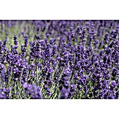 Lavandula officinalis 32