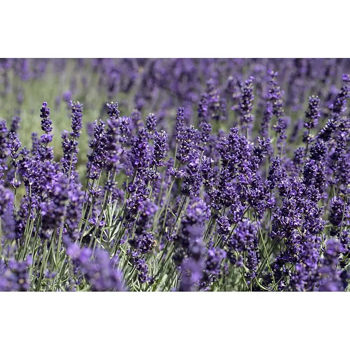 Piardino Lavendel - Lavandula angustifolia, Topfgröße: 32 cm, Violett - Eine Nahaufnahme zahlreicher leuchtend violetter Lavendelblüten mit grünen Stielen auf einem sonnigen Feld.