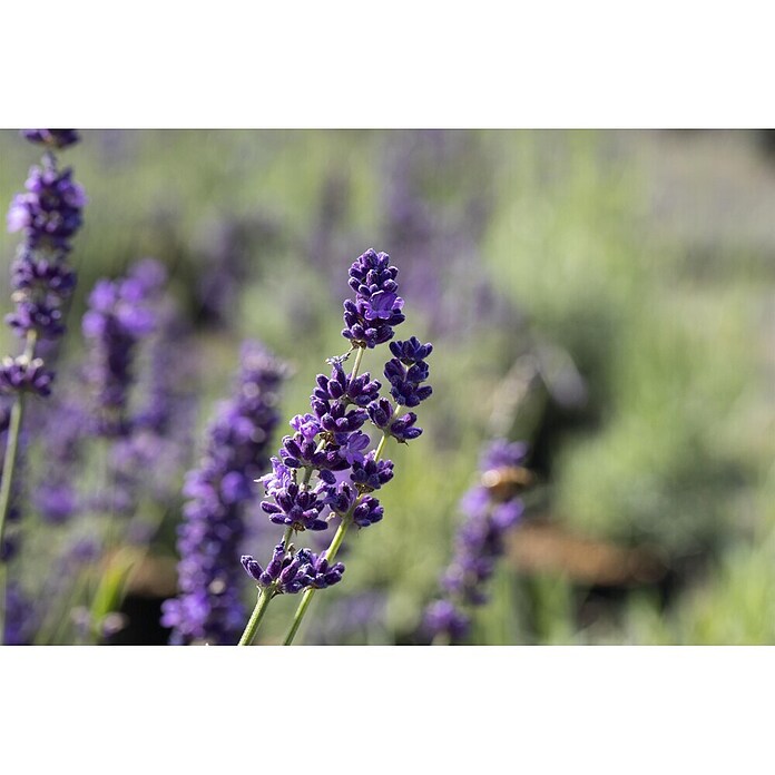 Lavandula officinalis 32