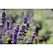 Lavandula officinalis 32