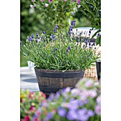 Lavandula officinalis 32