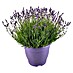 Piardino Lavendel 