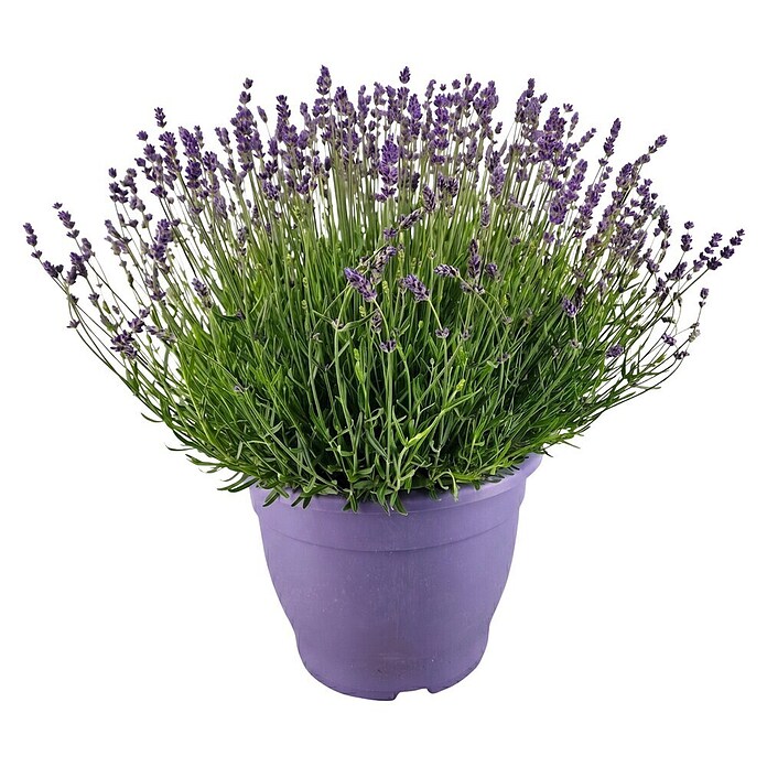 Lavandula officinalis 32
