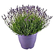 Lavandula officinalis 32