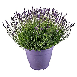 Piardino Lavendel (Lavandula angustifolia, Topfgröße: 32 cm, Violett)