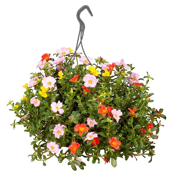 Piardino Portulak Ampel - Portulaca umbraticola, Topfgröße: 23 - Hängekorb mit mehrfarbigen Blumen und grünem Laub, an einem dunkelgrauen Kunststoffhaken aufgehängt.