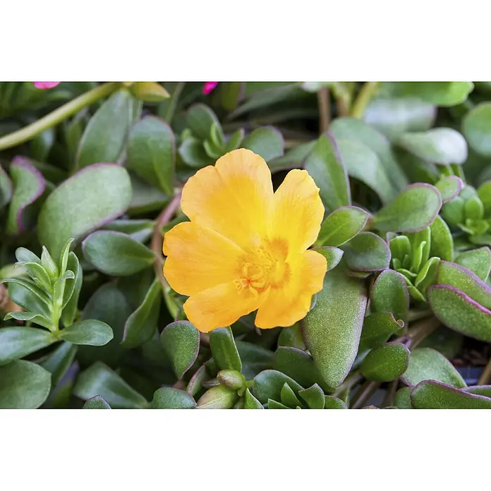 Piardino Portulak Ampel - Portulaca umbraticola, Topfgröße: 23 - Eine leuchtend gelbe Blüte mit fünf Blütenblättern, umgeben von grünen, sukkulenten Blättern mit lila Rändern.