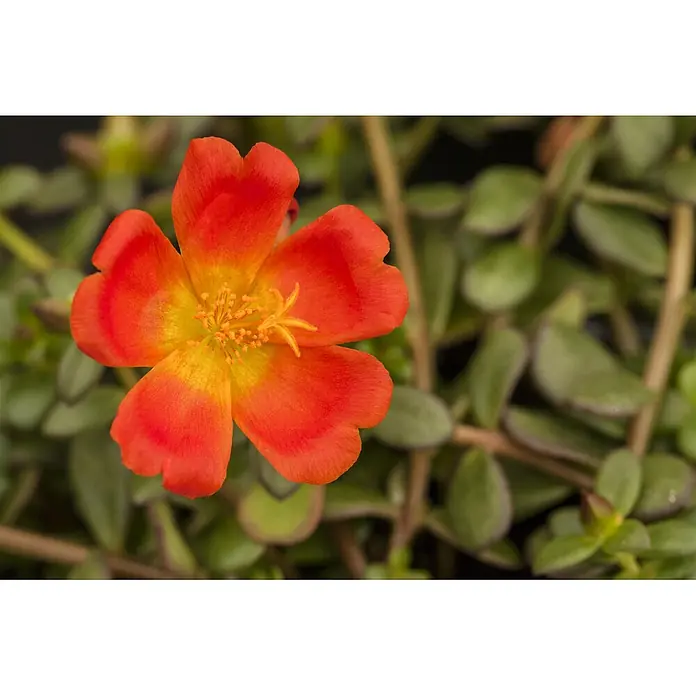 Piardino Portulak Ampel - Portulaca umbraticola, Topfgröße: 23 - Nahaufnahme einer leuchtend orange-gelben Blume mit sichtbaren Staubblättern.