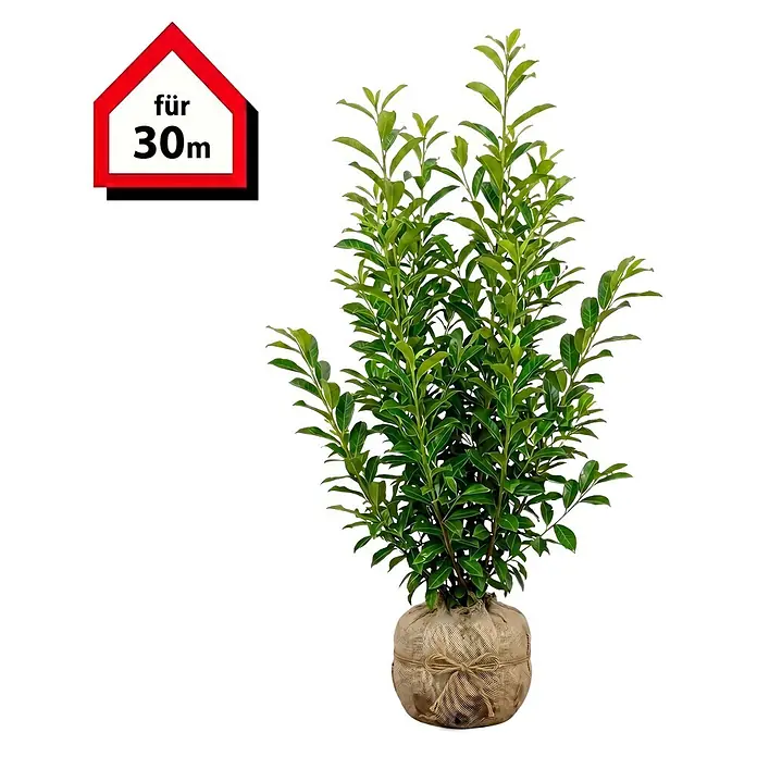 Piardino Kirschlorbeer Genolia - 100 cm - 125 cm, Prunus laurocerasus 'Genolia', 60 Stk. - Grüne Pflanze mit Wurzelballen in Jute, bereit zur Pflanzung, für 30m geeignet.