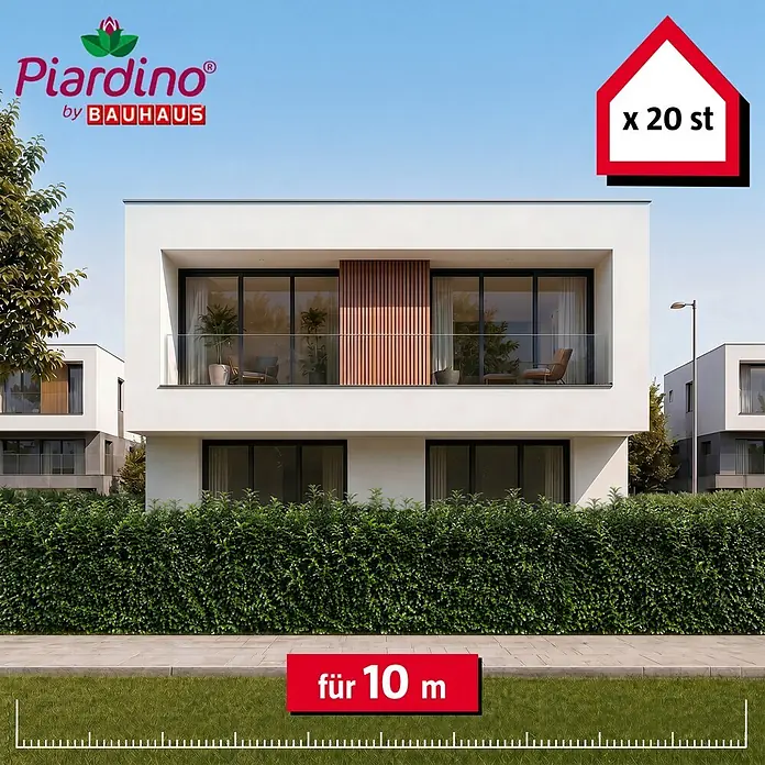 Piardino Kirschlorbeer Genolia - 125 cm - 150 cm, Prunus laurocerasus 'Genolia', 20 Stk. - Grüne Heckenpflanzen (20 Stück) für 10 Meter Hecke, in moderner Gartenumgebung.