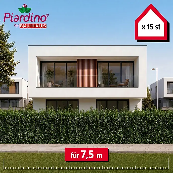 Piardino Kirschlorbeer Genolia - 150 cm - 175 cm, Prunus laurocerasus 'Genolia', 15 Stk. - Piardino by Bauhaus Heckenpflanzen, 15 Stück für 7,5 Meter, bilden einen dichten grünen Zaun vor modernen Häusern.
