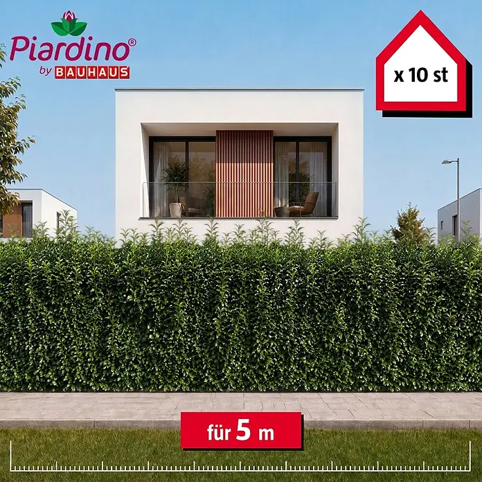 Piardino Kirschlorbeer Genolia - 150 cm - 175 cm, Prunus laurocerasus 'Genolia', 10 Stk. - Üppige grüne Heckenpflanzen als Sichtschutz vor einem modernen Haus, 10 Stück für 5 Meter Hecke.