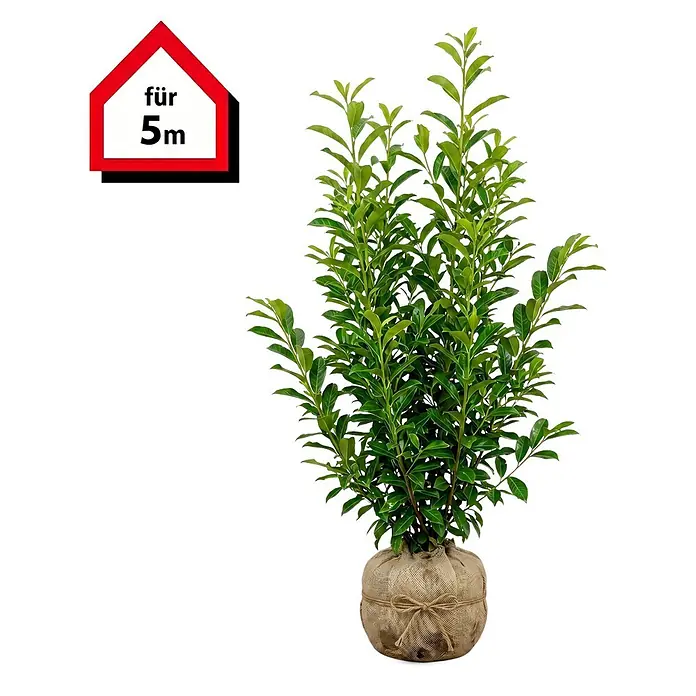Piardino Kirschlorbeer Genolia - 100 cm - 125 cm, Prunus laurocerasus 'Genolia', 10 Stk. - Grüne Blattpflanze mit Wurzelballen in Jutestoff, gekennzeichnet 'für 5m'.