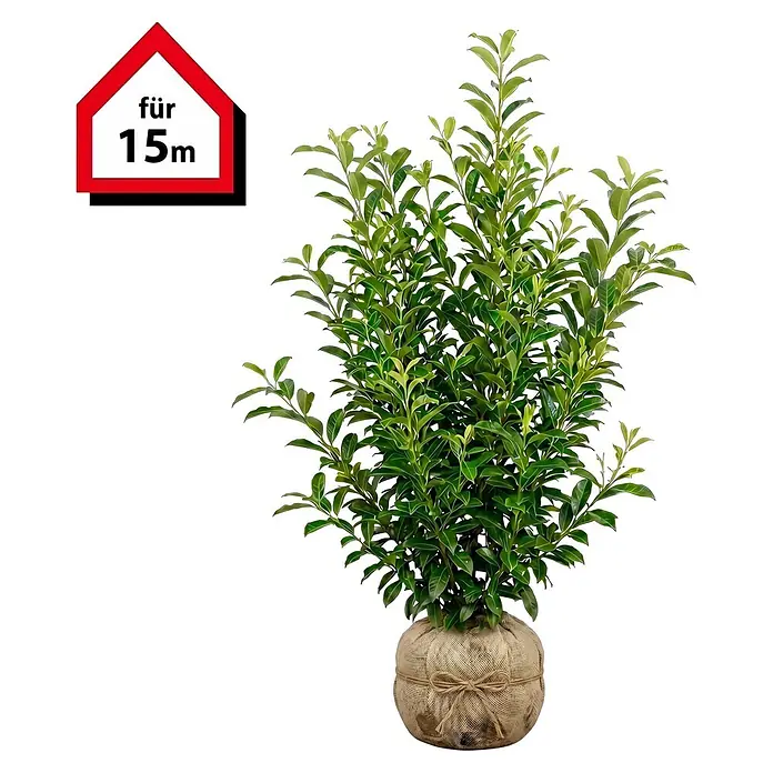 Piardino Kirschlorbeer Genolia - 125 cm - 150 cm, Prunus laurocerasus 'Genolia', 30 Stk. - Grüne Pflanze mit Blättern im Jute-Wurzelballen und einem hausförmigen Schild "für 15m".