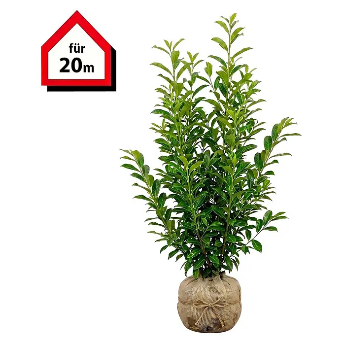 Piardino Kirschlorbeer Genolia - 100 cm - 125 cm, Prunus laurocerasus 'Genolia', 40 Stk. - Grüne Pflanze im Jutesack mit rotem Schild 'für 20m'.