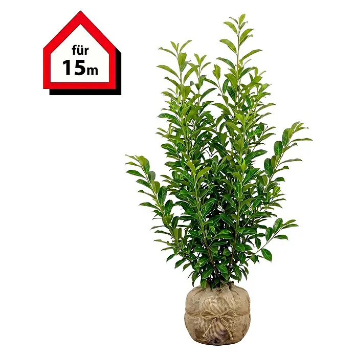 Piardino Kirschlorbeer Genolia - 100 cm - 125 cm, Prunus laurocerasus 'Genolia', 30 Stk. - Grünblättrige Pflanze im Jutesack, mit rotem Hausschild "für 15m".