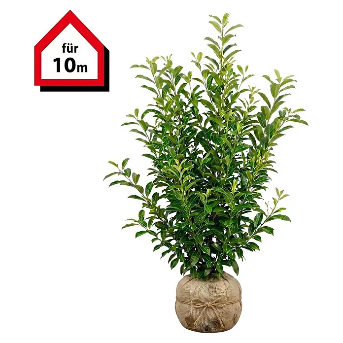 Piardino Kirschlorbeer Genolia - 125 cm - 150 cm, Prunus laurocerasus 'Genolia', 20 Stk. - Grüne Pflanze mit üppigen Blättern, Wurzelballen in Jute gewickelt. Inklusive rotem 'für 10m' Schild.