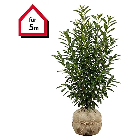 Piardino  Portugiesische Lorbeerkirsche Angustifolia