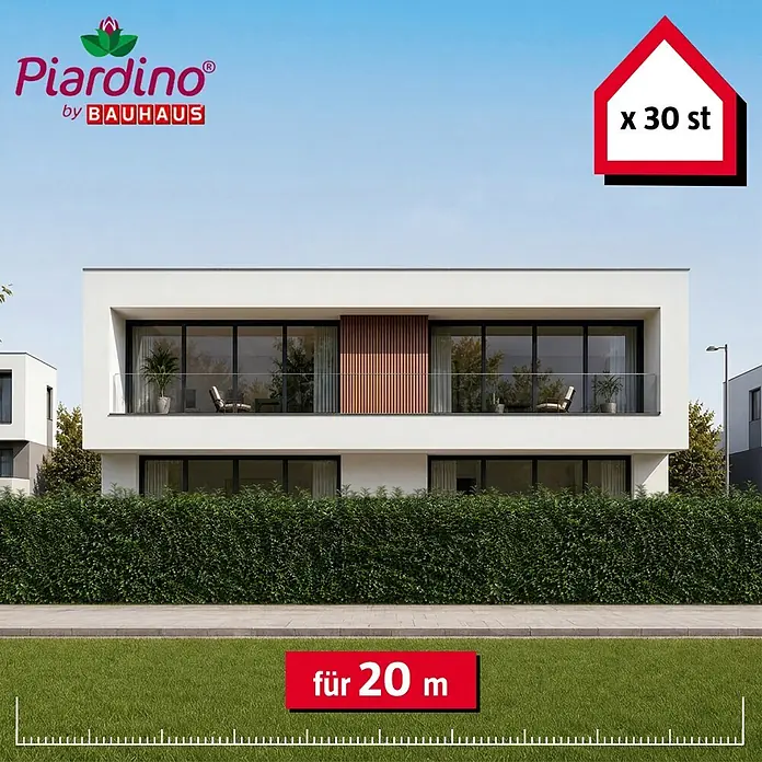 Piardino Kirschlorbeer Genolia - 175 cm - 200 cm, Prunus laurocerasus 'Genolia', 30 Stk. - 30 grüne Heckenpflanzen für 20 Meter, von Piardino by BAUHAUS.