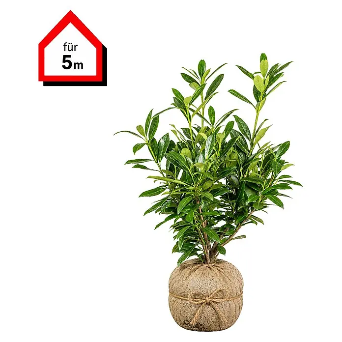 Piardino Kirschlorbeer Genolia - 60 cm - 80 cm, Prunus laurocerasus 'Genolia', 15 Stk., Topfgröße: 21 cm - Grüne Pflanze im Jute-Wurzelballen mit Kordelschleife und rotem Schild 'für 5m'.