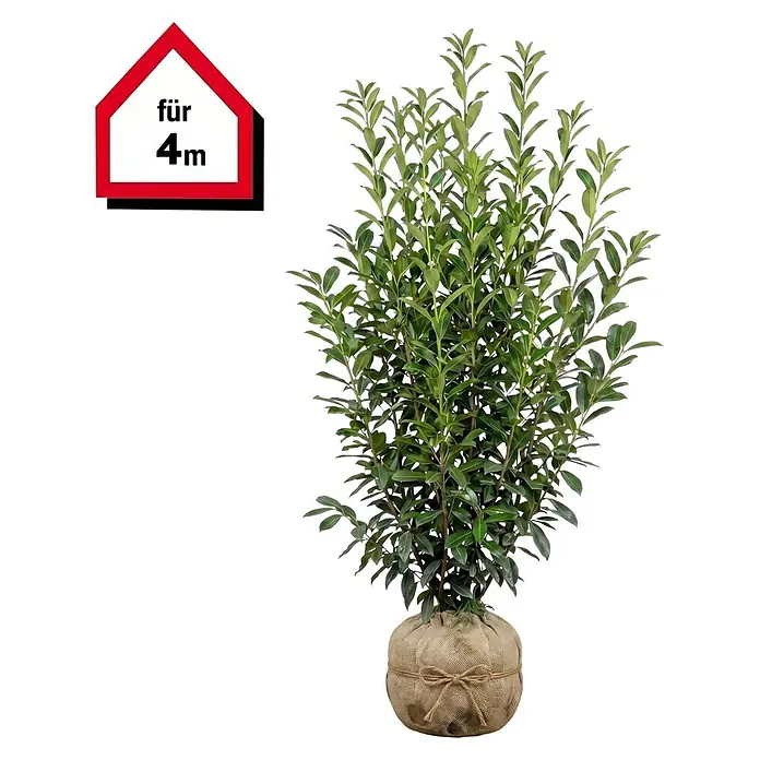 Piardino Kirschlorbeer Genolia - 200 cm - 225 cm, Prunus laurocerasus 'Genolia', 8 Stk. - Hohe, belaubte Grünpflanze im Jutesack-Wurzelballen mit rotem Haus-Tag 'für 4m'.