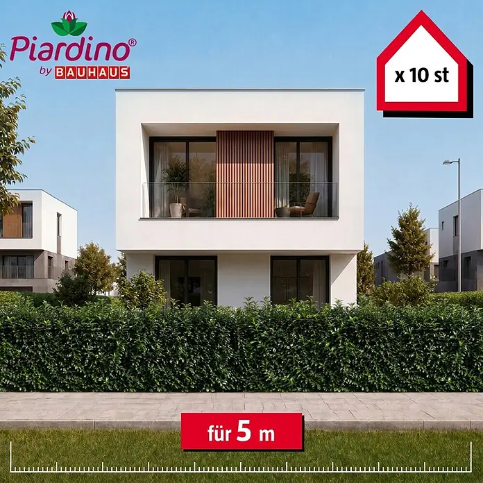 Piardino Kirschlorbeer Genolia - Aktuelle Wuchshöhe: 80 cm - 100 cm, Prunus laurocerasus 'Genolia', 10 Stk. - Set mit 10 Heckenpflanzen für eine 5 Meter Hecke, vor modernen Häusern.