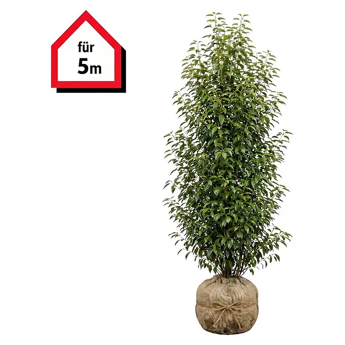 Piardino Portugiesische Lorbeerkirsche Angustifolia - 150 cm - 175 cm, Prunus lusitanica 'Angustifolia', 10 Stk. - Große, belaubte grüne Pflanze mit Wurzelballen in Jutestoff gewickelt und einem 'für 5m'-Schild.
