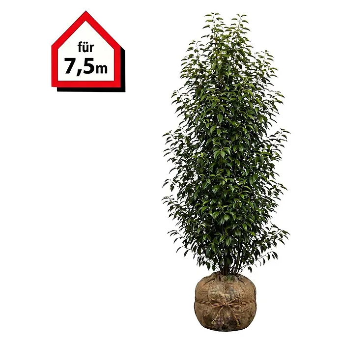 Piardino Portugiesische Lorbeerkirsche Angustifolia - 150 cm - 175 cm, Prunus lusitanica 'Angustifolia', 15 Stk. - Große grüne Heckenpflanze mit Wurzelballen in Jutestoff, geeignet für 7,5m.