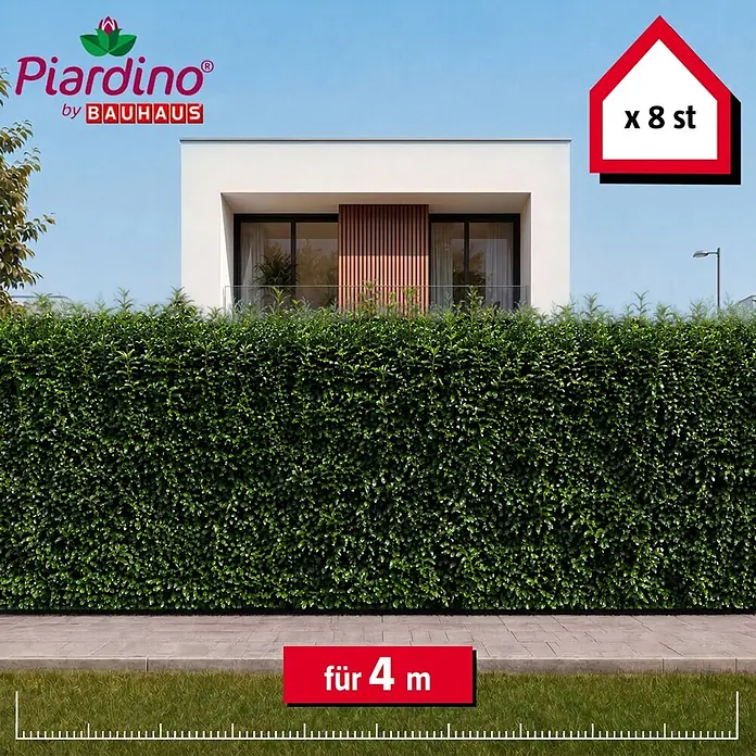 Piardino Kirschlorbeer Genolia - 200 cm - 225 cm, Prunus laurocerasus 'Genolia', 8 Stk. - Dichte grüne Hecke, 8 Stück für 4 Meter Abdeckung, vor modernem Haus.
