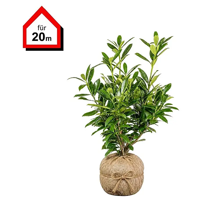 Piardino Kirschlorbeer Genolia - 60 cm - 80 cm, Prunus laurocerasus 'Genolia', 60 Stk., Topfgröße: 21 cm - Grüne Pflanze mit Wurzelballen in Jutegewebe, inklusive rotem "für 20m" Etikett.