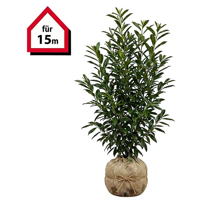 Piardino Portugiesische Lorbeerkirsche Angustifolia - 100 cm - 125 cm, Prunus lusitanica 'Angustifolia', 30 Stk. - Grüne Pflanze im Jutesack mit 'für 15m' Schild.
