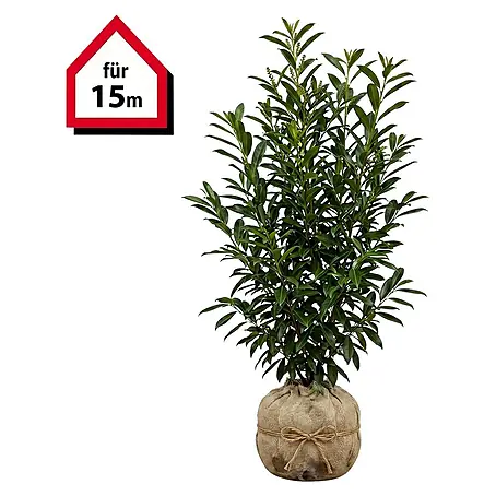 Piardino  Portugiesische Lorbeerkirsche Angustifolia