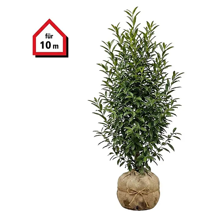 Piardino Portugiesische Lorbeerkirsche Angustifolia - 125 cm - 150 cm, Prunus lusitanica 'Angustifolia', 20 Stk. - Grüne buschige Pflanze im Jutesack-Wurzelballen, mit Etikett "für 10 m".