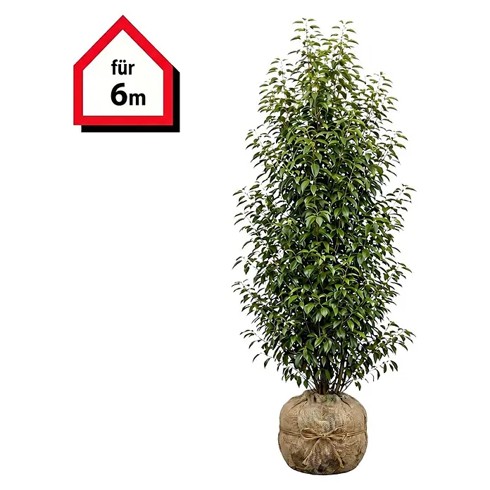 Piardino Portugiesische Lorbeerkirsche Angustifolia - 150 cm - 175 cm, Prunus lusitanica 'Angustifolia', 12 Stk. - Grüne, belaubte Pflanze mit Jute-Wurzelballen und rotem 'für 6m' Schild.