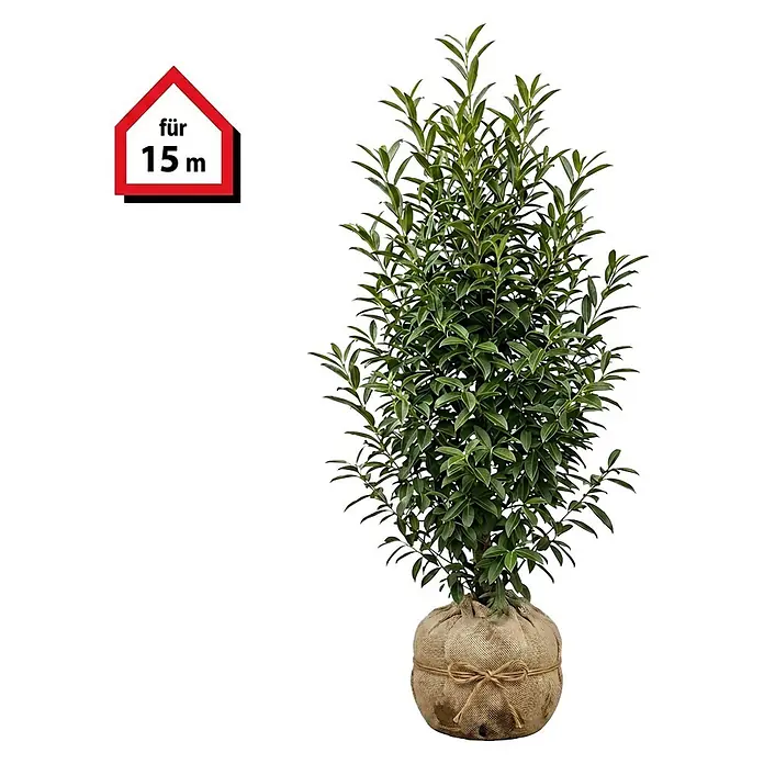 Piardino Portugiesische Lorbeerkirsche Angustifolia - 125 cm - 150 cm, Prunus lusitanica 'Angustifolia', 30 Stk. - Grüne Pflanze im Jutesack, daneben ein hausförmiges Schild mit der Aufschrift „für 15 m“.