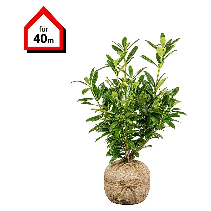 Piardino Kirschlorbeer Genolia - 60 cm - 80 cm, Prunus laurocerasus 'Genolia', 120 Stk., Topfgröße: 21 cm - Grüne Pflanze in jutegewickeltem Topf mit rotem hausförmigem Schild "für 40m".